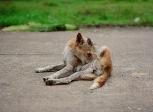 Como impedir que um cachorro arranque o cabelo