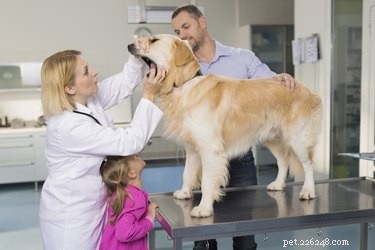 Hoe een slechte adem van een hond te genezen