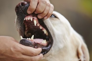 Como curar o mau hálito de um cão