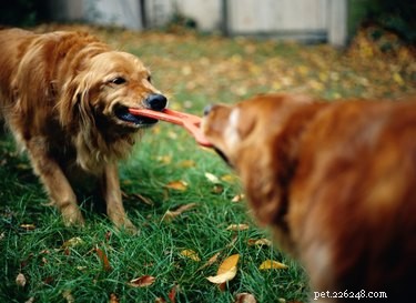 Como curar o mau hálito de um cão