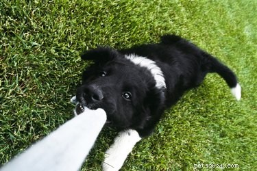 Comment soigner la mauvaise haleine d un chien