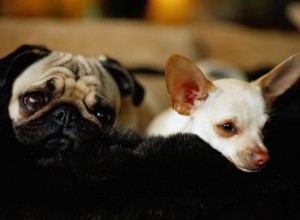 Como evitar que cães na mesma casa briguem