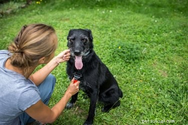Como cuidar de um cão cego e surdo