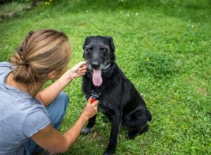 盲目と聴覚障害の犬の世話をする方法 