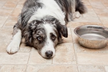 Come trattare la diarrea nel cane