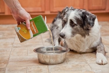 Come trattare la diarrea nel cane