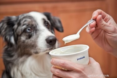 Como tratar a diarreia do cão