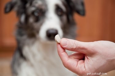 Jak léčit psí průjem