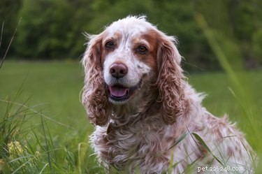 Hoe een hematoom in het oor van een hond te behandelen