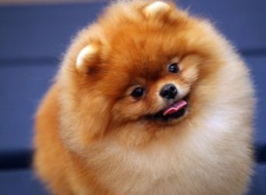 Como cuidar de um Lulu da Pomerânia