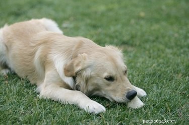 Hur man behandlar en hunds depression