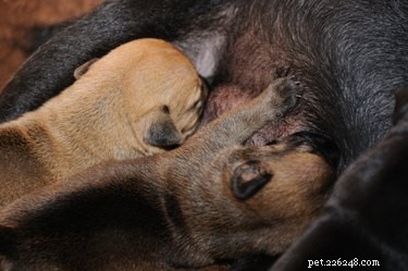 Как родить щенков