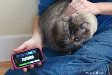 Как проверить частоту сердечных сокращений у собак и кошек