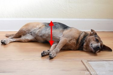 犬と猫の心拍数を確認する方法 