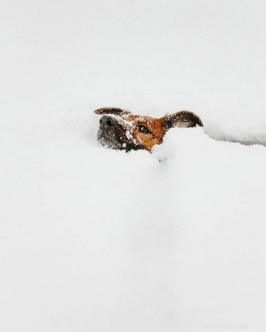 21 cachorros se divertindo na neve