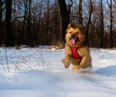 雪の中で爆発する21匹の犬 