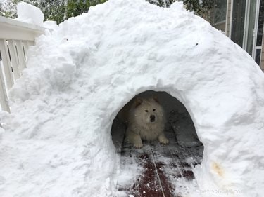 雪の中で爆発する21匹の犬 