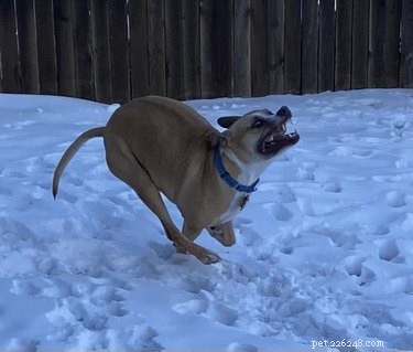 21 honden die zich uitleven in de sneeuw