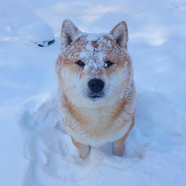 21 cachorros se divertindo na neve
