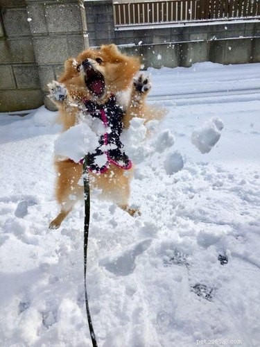 21 собака резвится на снегу