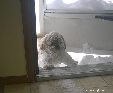 21 cani che si scatenano nella neve