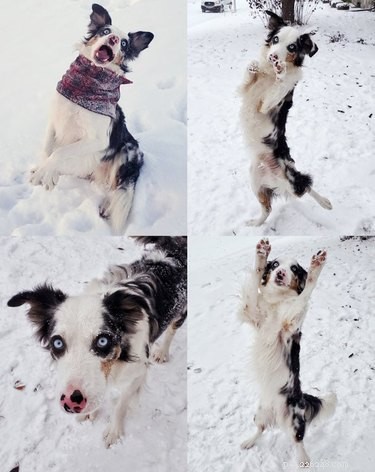 21 собака резвится на снегу