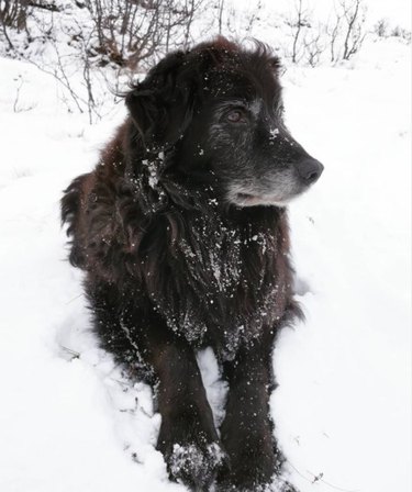 21 chiens qui s amusent dans la neige
