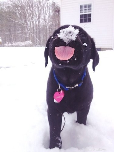21 honden die zich uitleven in de sneeuw