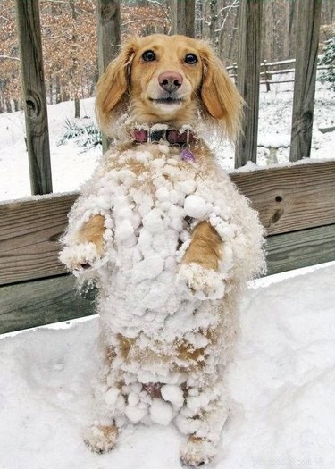 21 chiens qui s amusent dans la neige