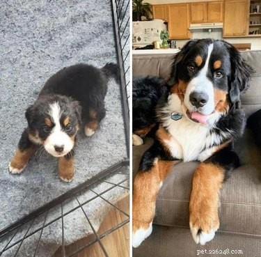 19 cães que cresceram muito bem