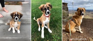 19 cães que cresceram muito bem