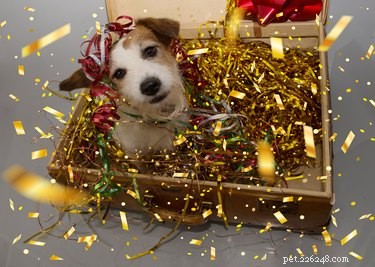 12 huisdieren rinkelen in het nieuwe jaar