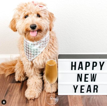 12 huisdieren rinkelen in het nieuwe jaar