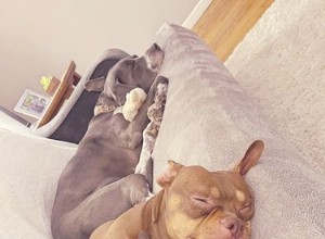 Le persone condividono le foto dei loro cuccioli che dormono ed è troppo puro