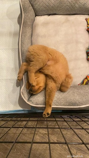 Mensen delen foto s van hun slapende pups en het is te puur