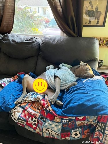 Mensen delen foto s van hun slapende pups en het is te puur