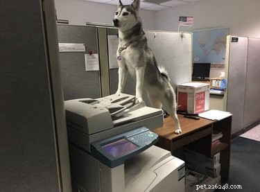 18 psů s velmi důležitým zaměstnáním