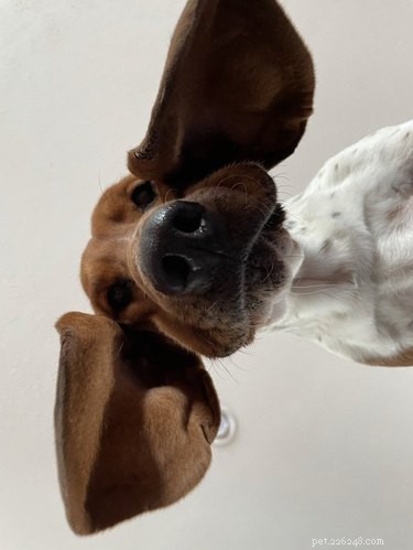 19 Schattig onflatteuze foto s van honden die naar beneden kijken