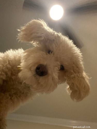 19 Schattig onflatteuze foto s van honden die naar beneden kijken