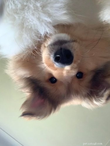 19 bedårande föga smickrande bilder på hundar som tittar ner