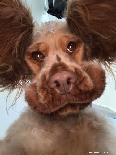 19 bedårande föga smickrande bilder på hundar som tittar ner