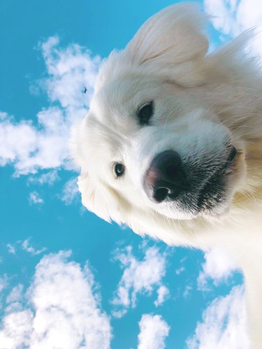19 fotos adoráveis ​​e pouco lisonjeiras de cães olhando para baixo