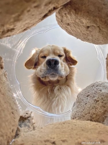 19 rozkošně nelichotivých fotek psů, kteří se dívají dolů