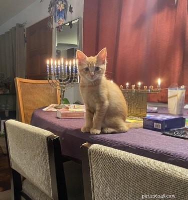 15 husdjur som njuter av Hanukkah