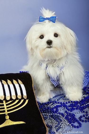 15 animais de estimação curtindo o Hanukkah