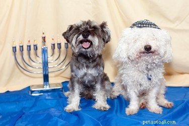 15 animais de estimação curtindo o Hanukkah
