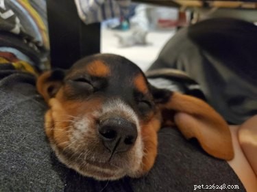17 nyligen adopterade husdjur på sin första natt hemma
