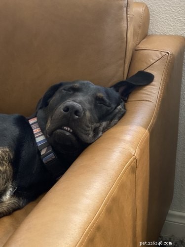 Le persone condividono i motivi per cui lasciano i loro cani sul divano ed è troppo divertente