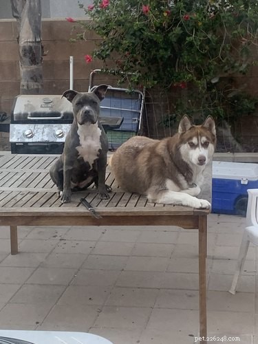 Mensen delen redenen waarom ze hun honden op de bank laten en het is te grappig