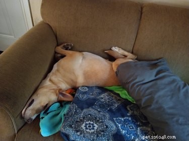 Люди рассказывают о причинах, по которым они пускают своих собак на диван, и это слишком смешно